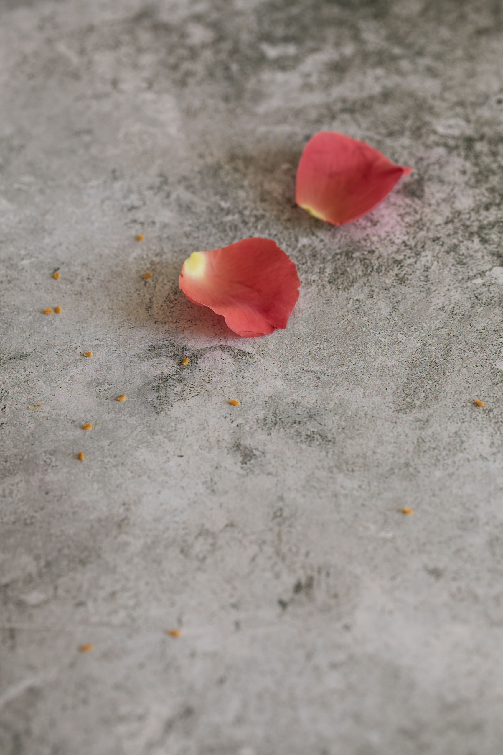 Bittersweet dreams Club Oenologique