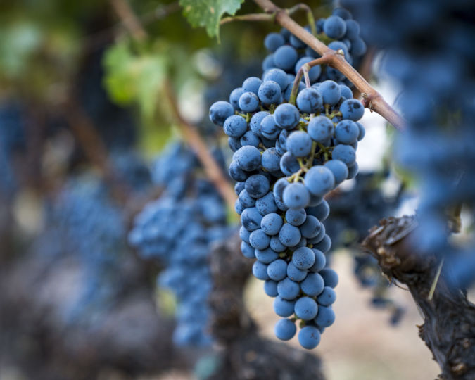 Napa Valley Reserve Bill Harlan’s exclusive wine club Club Oenologique