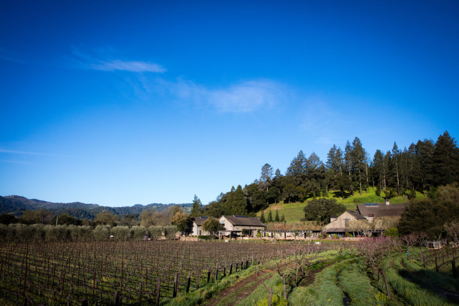 Napa Valley Reserve Bill Harlan’s exclusive wine club Club Oenologique