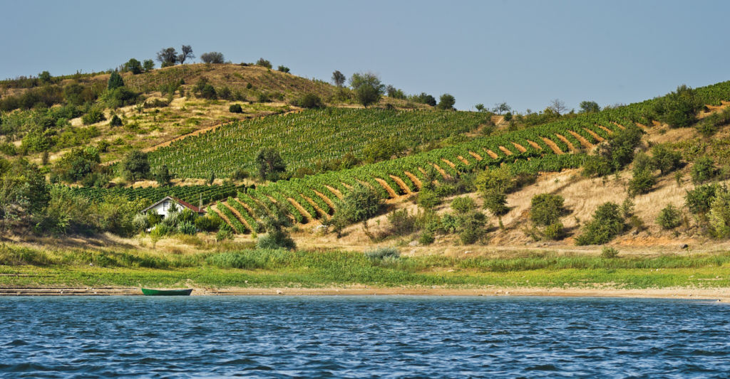 Treasures revealed the wines of North Macedonia Club Oenologique