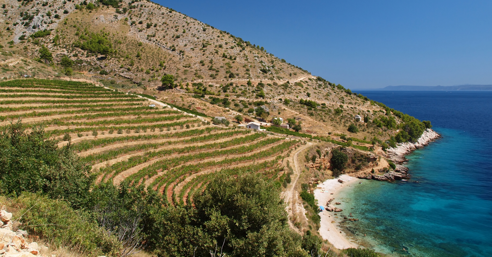 Croatian vineyard