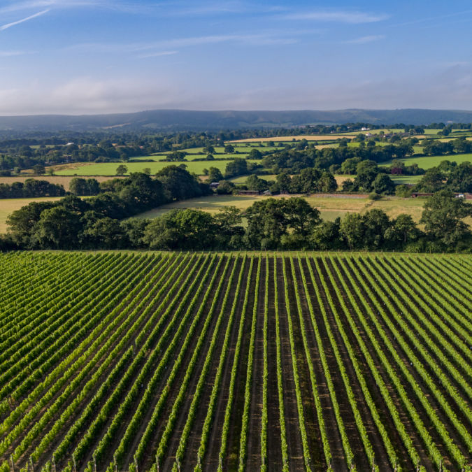 countryside landscape of green vineyards and fields