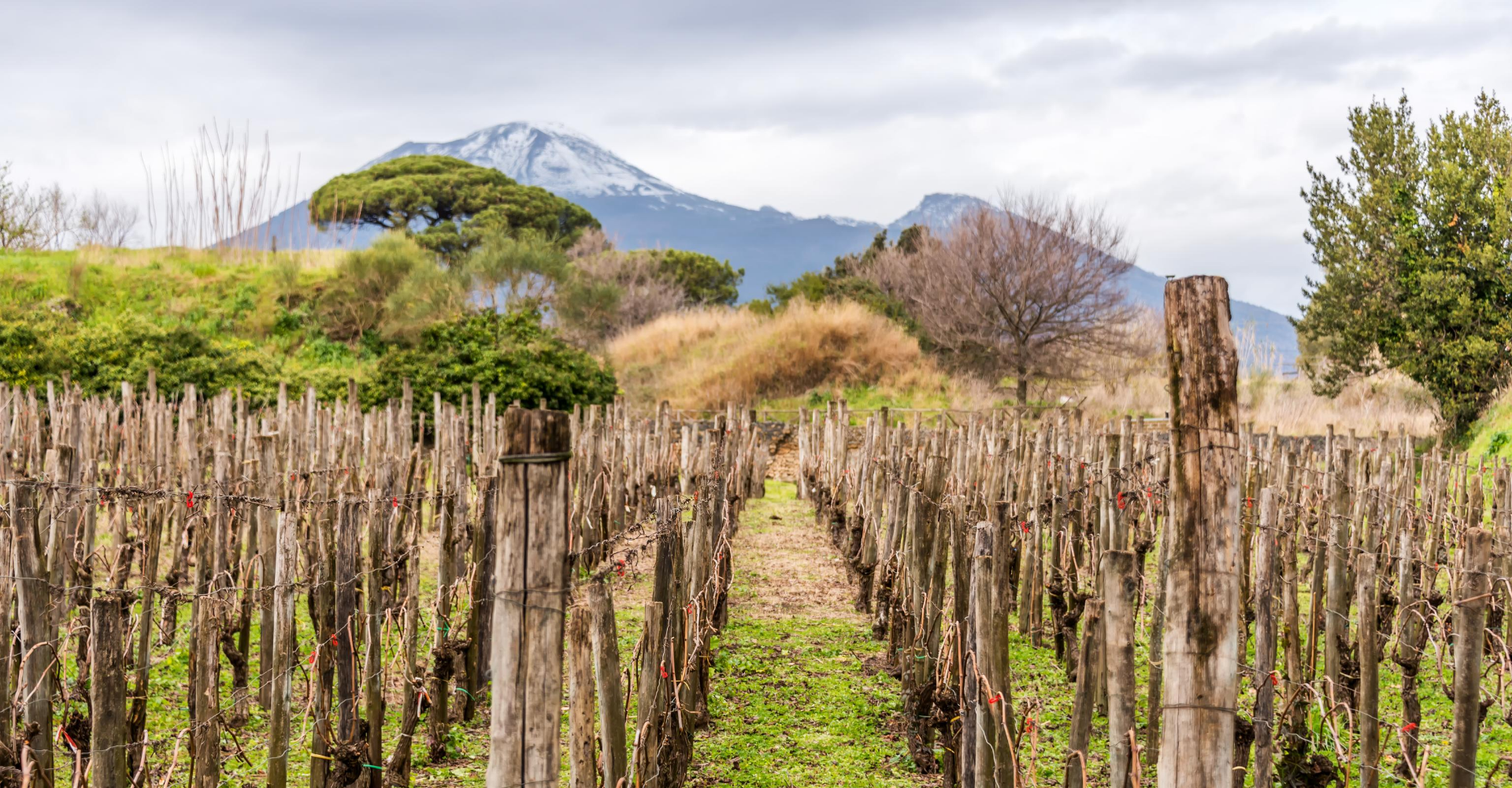 Volcanic vineyard