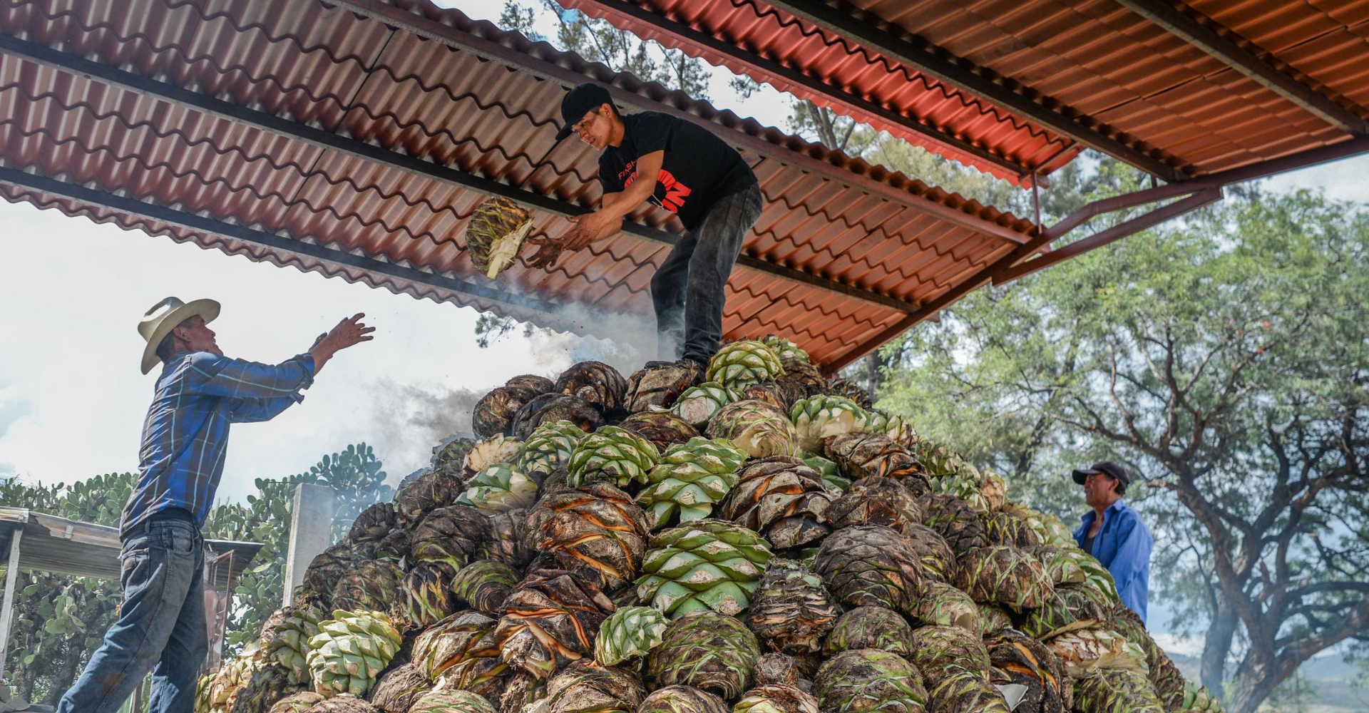 Corte Vetusto mezcal agave