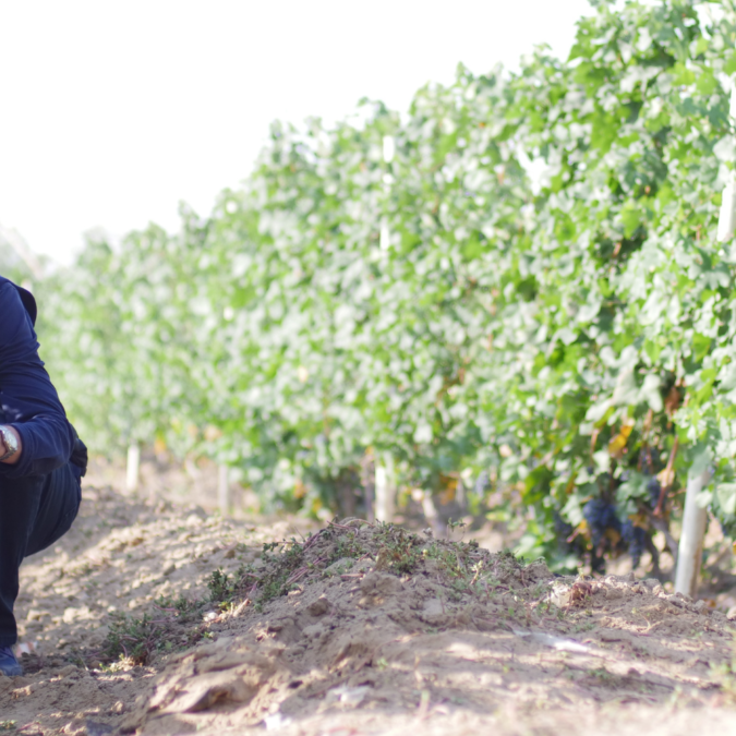 Lenz Moser crouched down on a vineyard floor testing the grape