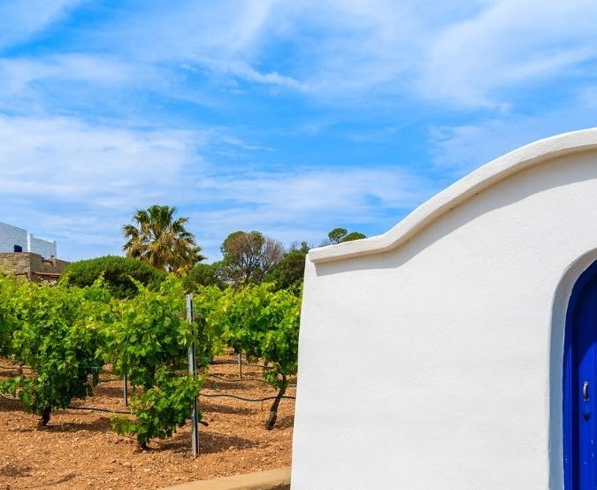 a vineyard with a Greek church next to it