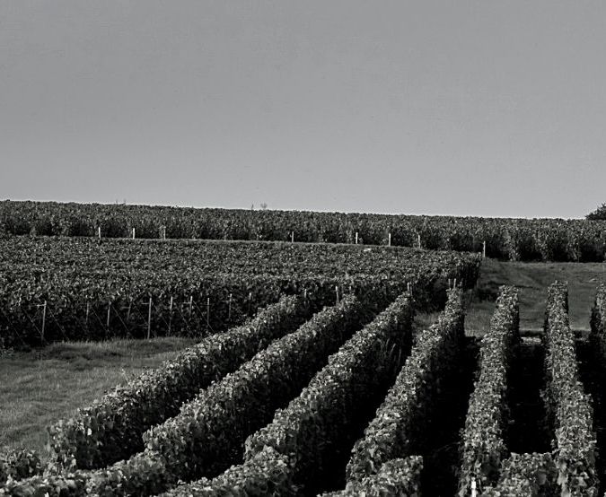 One of Veuve Clicquot's vineyards
