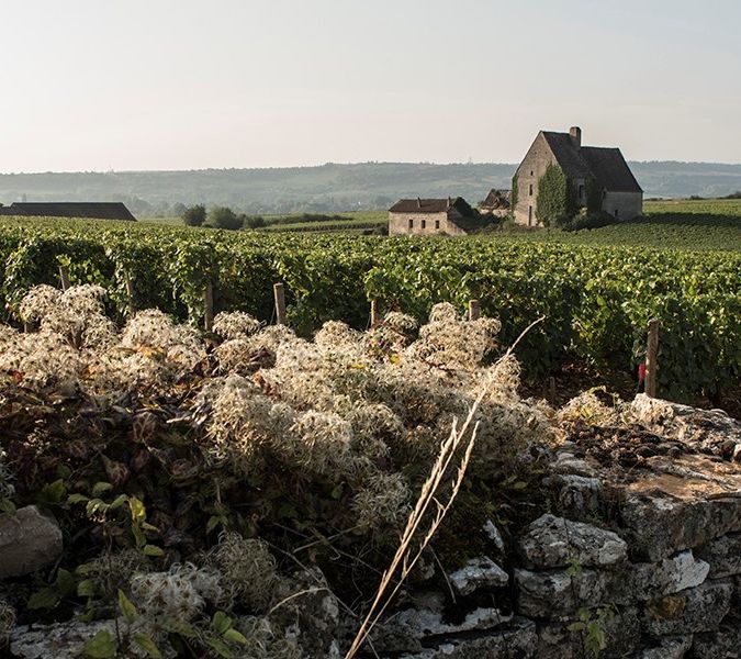 The premier cru of Morgeot, in Chassagne-Montrachet