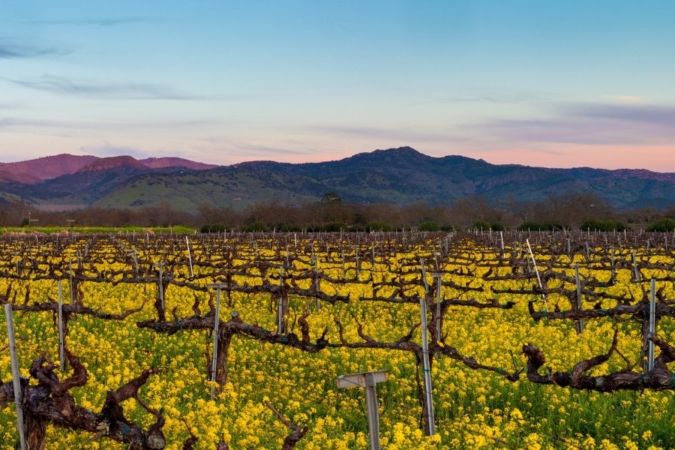 Napa panorama - Californian red wines