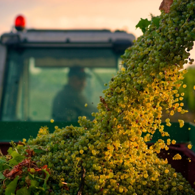 Oscar_Oliveras_A grape view