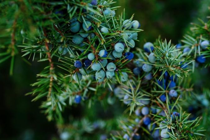 Juniper berries - London dry gin