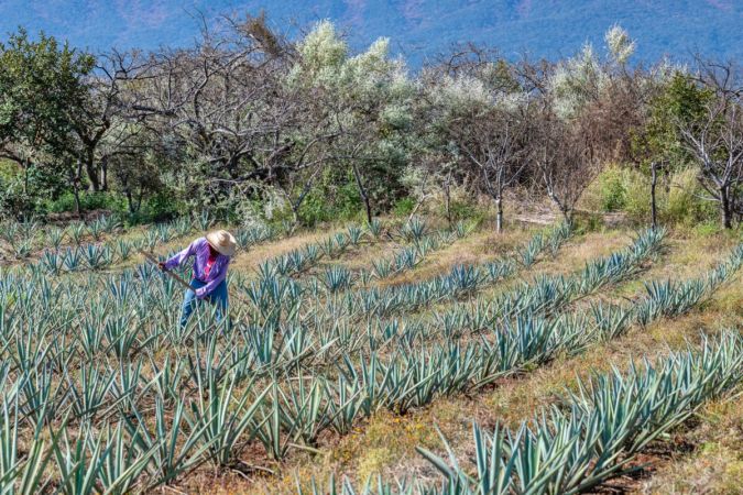 agave field worker in Mexico