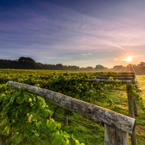 English vineyard