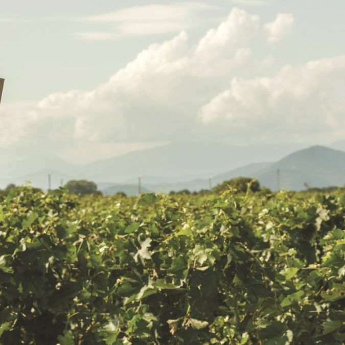 askanelli vineyards in georgia