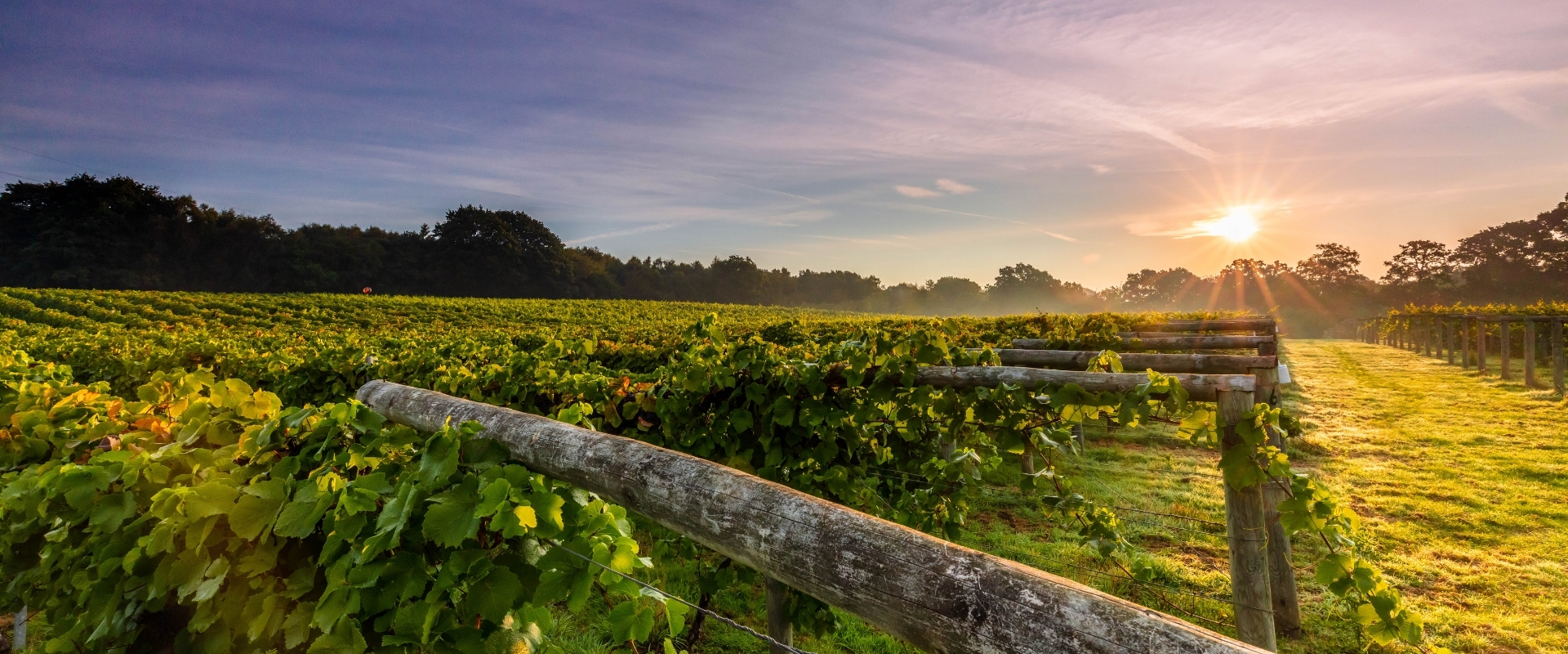 Best English vineyard tours and tastings 25 top wineries to visit