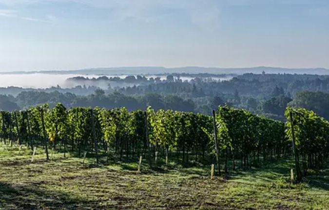 Greyfriars Vineyard, Surrey