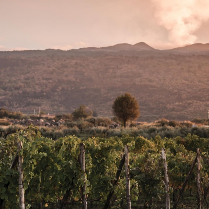 Tascante vineyard at Mount Etna volcano