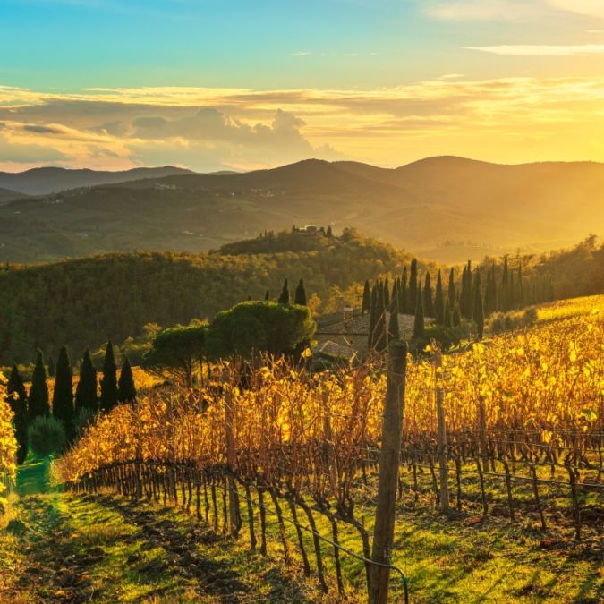 a vineyard in radda in tuscany, italy