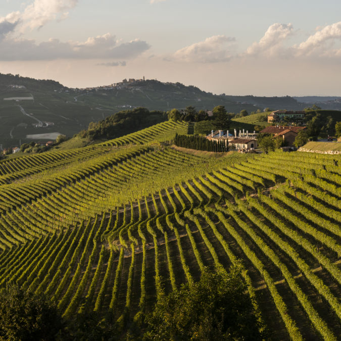 Italy - Piedmont vineyard landscape of the rolling hills