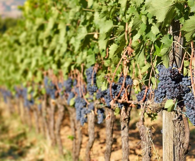 sangiovese grapes on the vine in montalcino