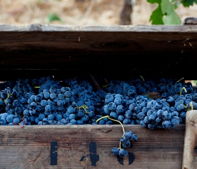 domaine des tourelles black grapes lebanon