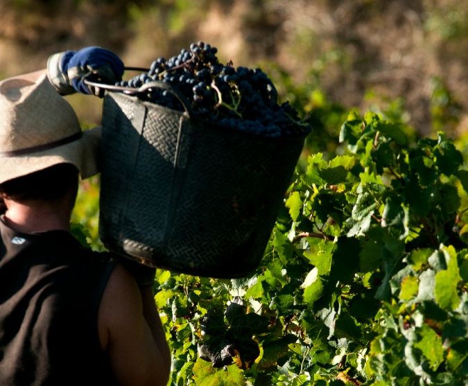 man carries red wine grapes at spanish vineyard harvest