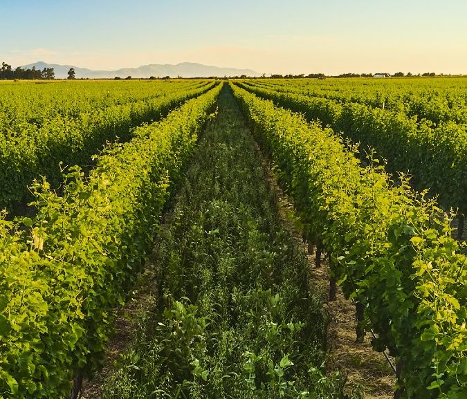 Te Pa Sauvignon Blanc vineyard in Marlborough, New Zealand