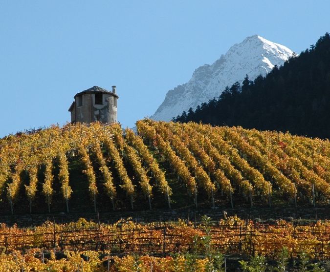 les cretes vineyard at high altitude with snowcap mountain in background