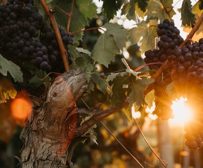 muga grapes in rioja