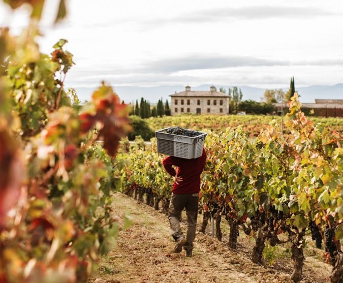 la rioja alta vineyards