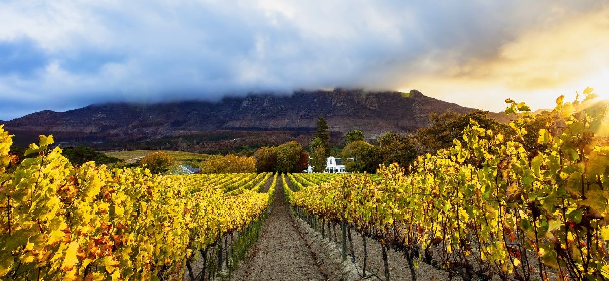 vineyard in south africa in autumn