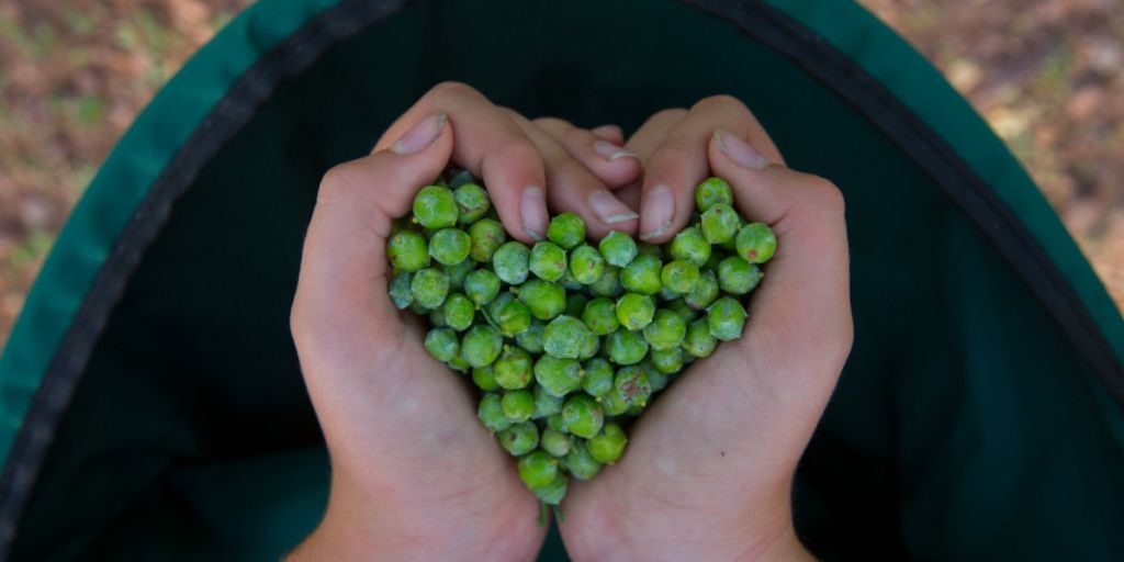 Native juniper gin five of the best gins made with local juniper