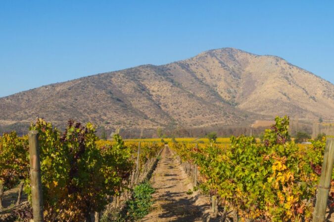 Central Chile vineyard with Los Andes mountains