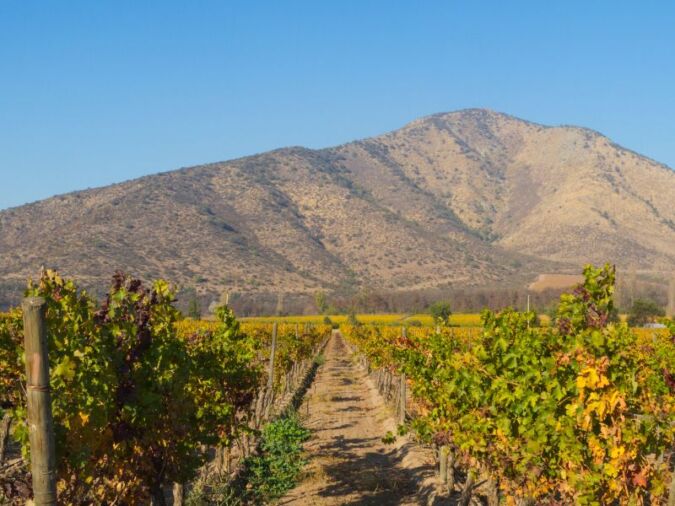 Central Chile vineyard with Los Andes mountains