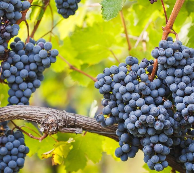 best cabernet franc