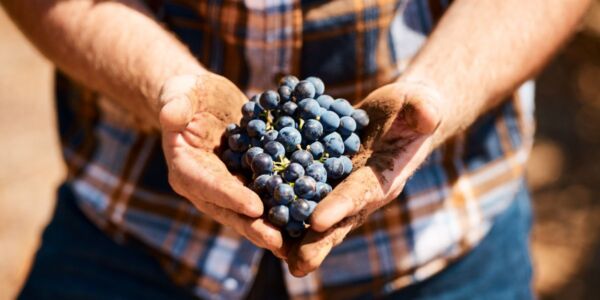 Best organic wine: 14 award-winning bottles to try