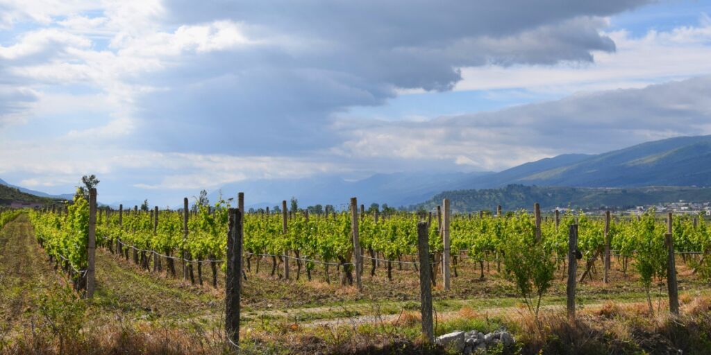 Albanian Wine Five Of The Best To Try