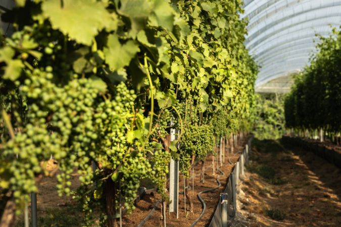 vines in growing tunnel at b58 english winery
