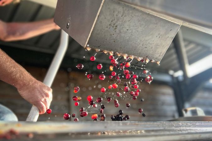 Red wine grapes arriving for sorting at Harrow and Hope winery