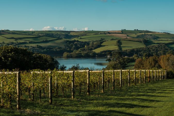 sandridge barton vineyard view