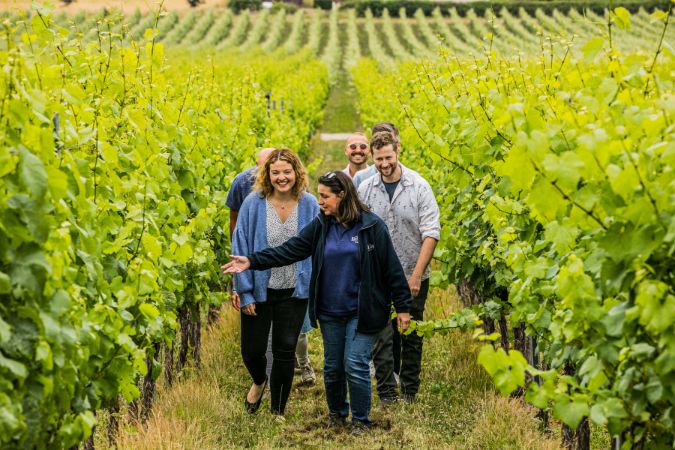 hambledon wine estate tour in among the vines