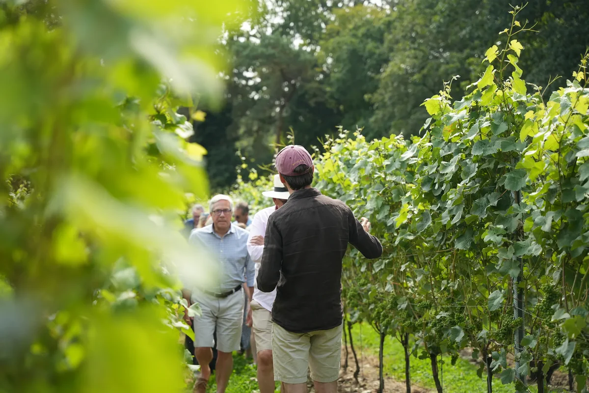 tour in the vines at Tidebrook Vineyard