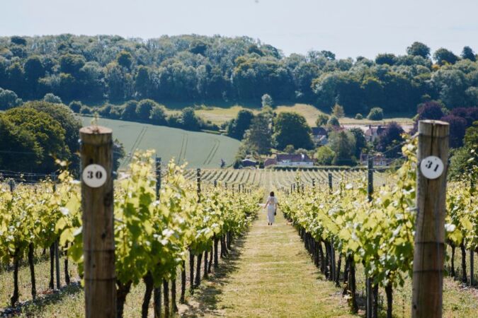 single person touring hambledon vineyard