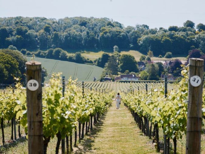 single person touring hambledon vineyard