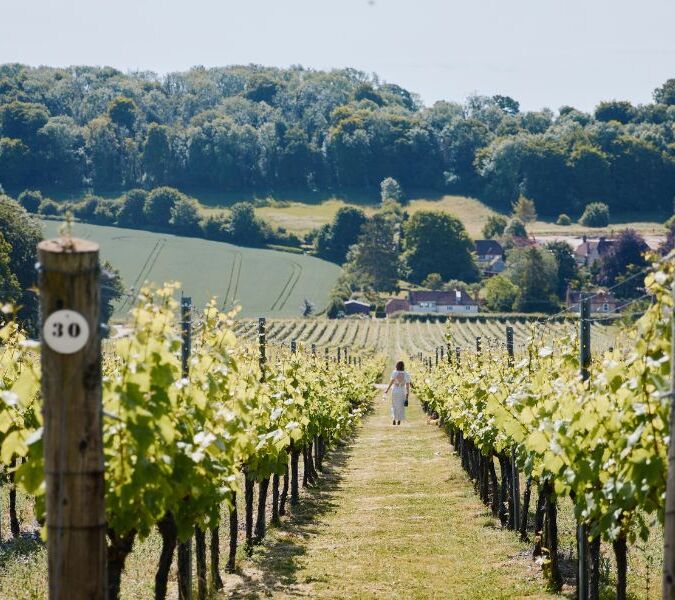 single person touring hambledon vineyard