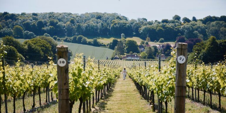 single person touring hambledon vineyard