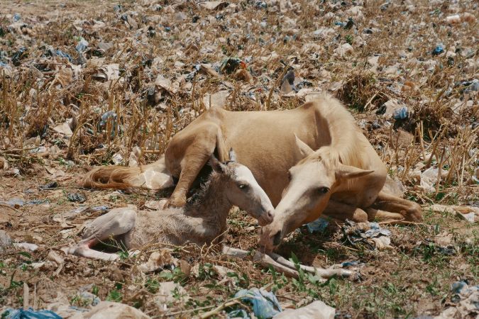 horses in burkina faso