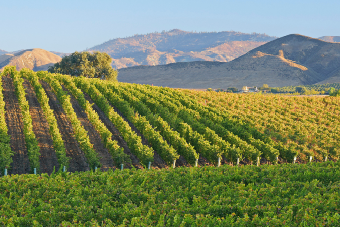 Swooping vineyard in the foreground with californian mountain range in the background.
