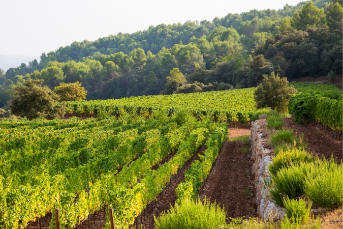 Château d’Esclans vineyards