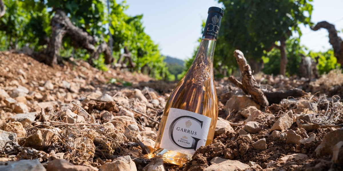 A bottle of Chateau d'Esclans on the stony floor of a vineyard between rows of grapes